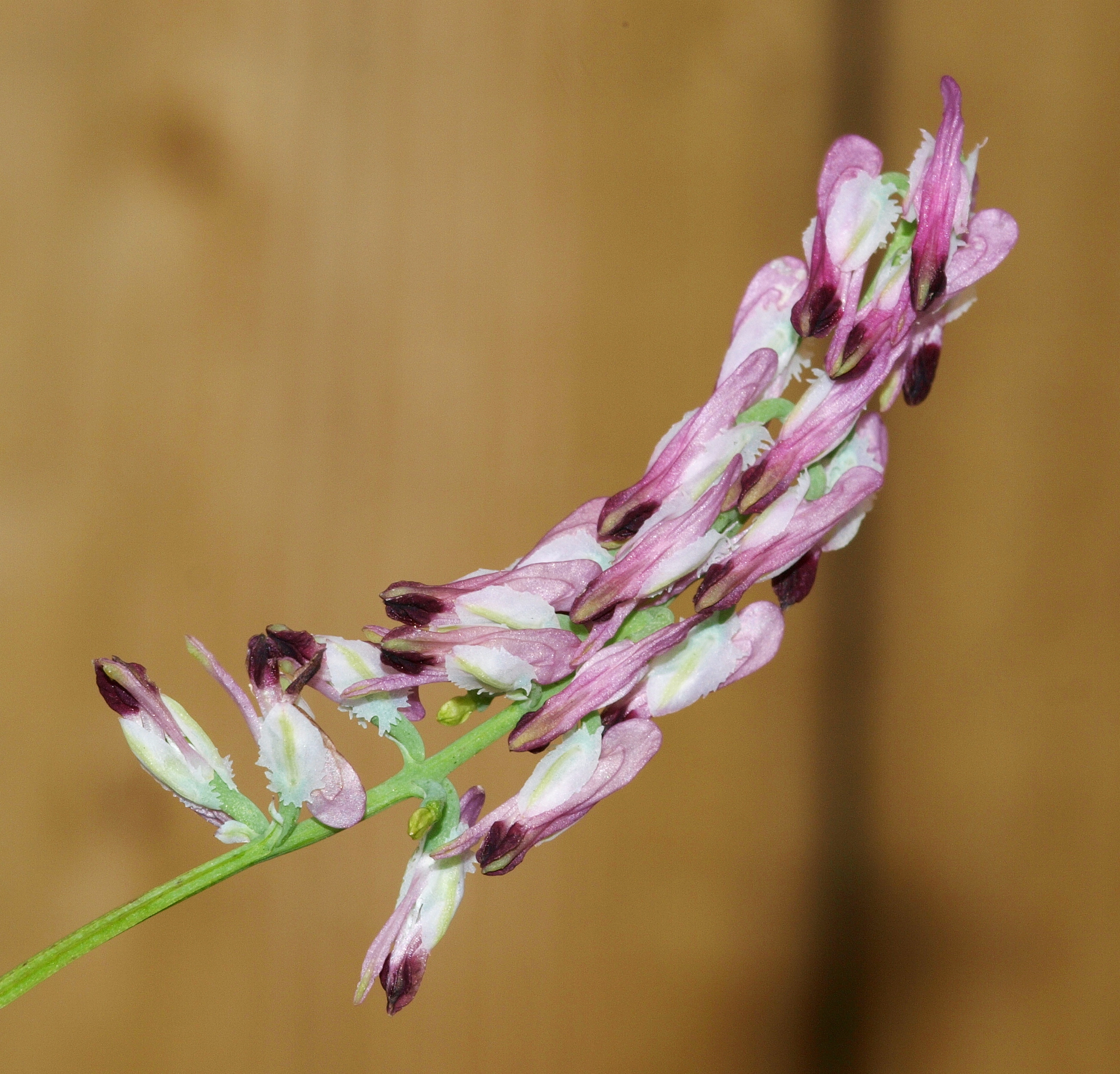 Fumaria purpurea (Dr Phil Smith)