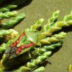 Juniper Shieldbug (Joyce Jarvis)