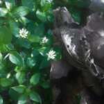 Chickweed in flower (Rob Duffy)