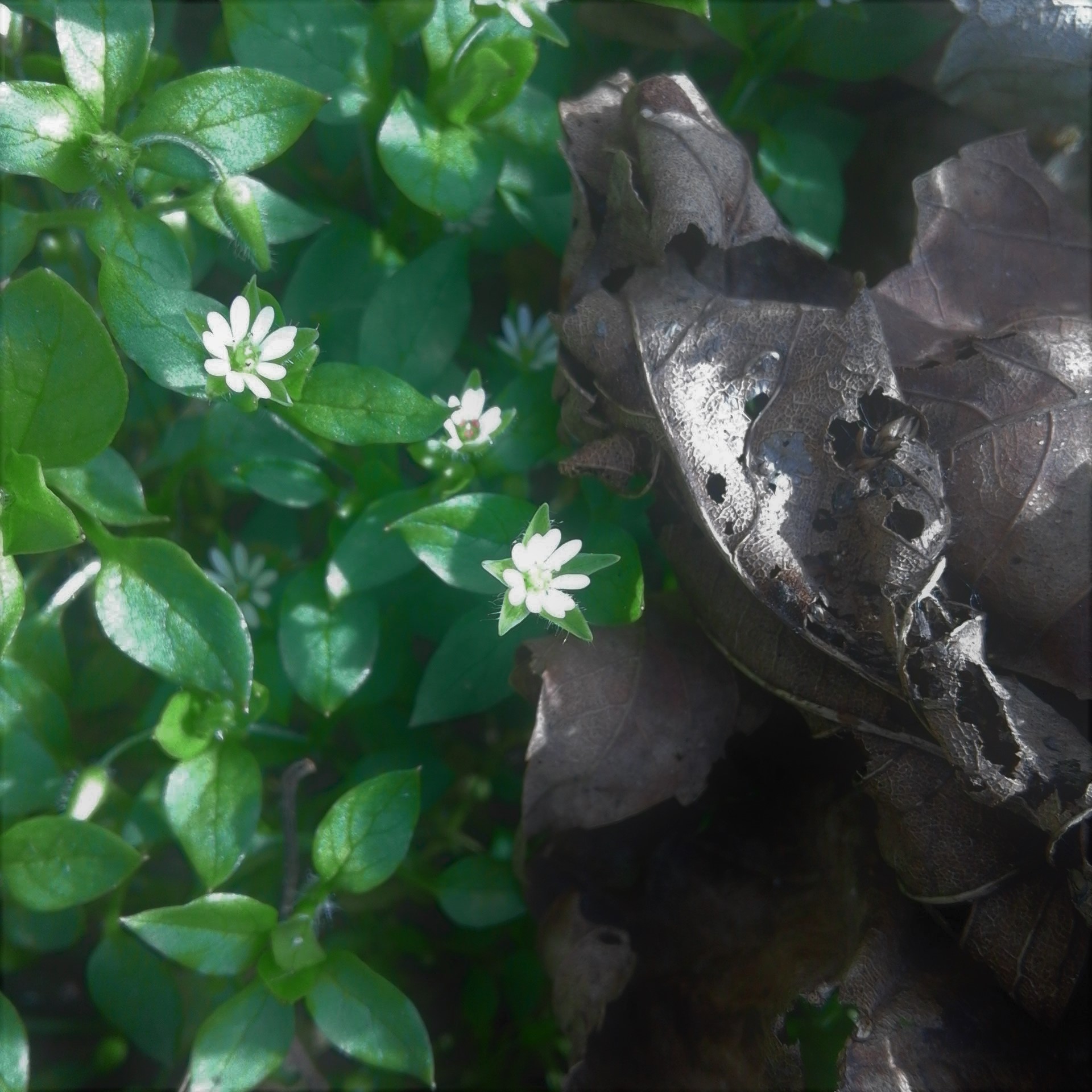 Chickweed in flower (Rob Duffy)