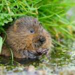 Water vole (Peter Trimming)