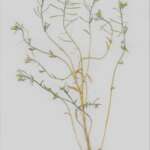 Thale Cress (Rob Duffy)