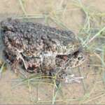 Natterjack Toad (Dr Phil Smith)