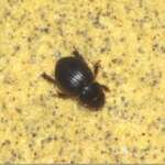 Aegialia arenaria (Dr Phil Smith)