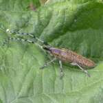Agapanthia villosoviridescens