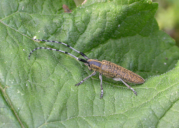 Read more about the article Species Action: Agapanthia villosoviridescens