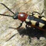 Asparagus Beetle (David Gould)