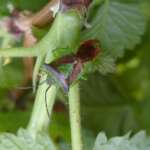 Hawthorn Shieldbug (Ben Deed)