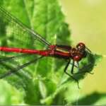 Large Red Damselflies (Dr Phil Smith)