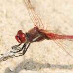 Red-veined Darter (Dr Phil Smith)