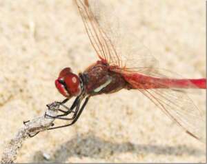 Read more about the article Red-veined Darters