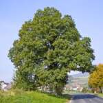 Quercus petraea (Tournasol7)