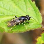 Xylota sylvarum (Dr Phil Smith)