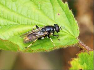 Read more about the article Ainsdale NNR: Xylota sylvarum
