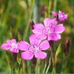 Maiden Pink (Dr Phil Smith)