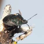 Rhacognathus punctatus (Dr Phil Smith)