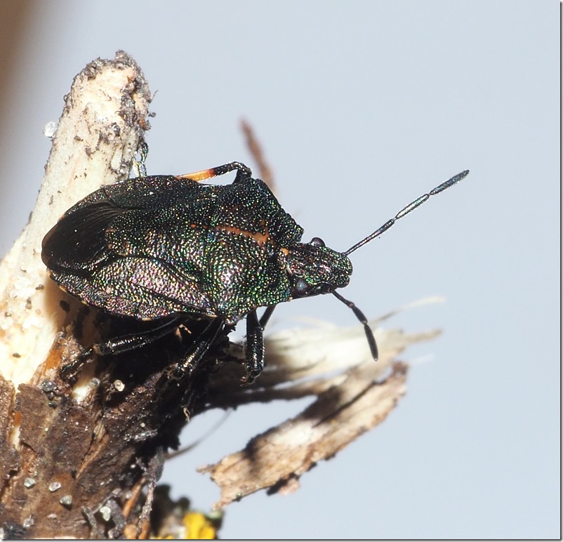 Rhacognathus punctatus (Dr Phil Smith)