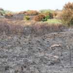 Coastal fire damage (Dr Phil Smith)