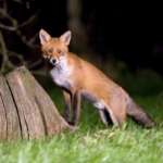 Red Fox (John Harding)