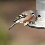 Chaffinch at feeder (Luke Delve)