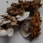 Clitopilus hobsonii (Anthony Carter)