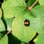 Harlequin Ladybird form spectabilis (Ben Deed)