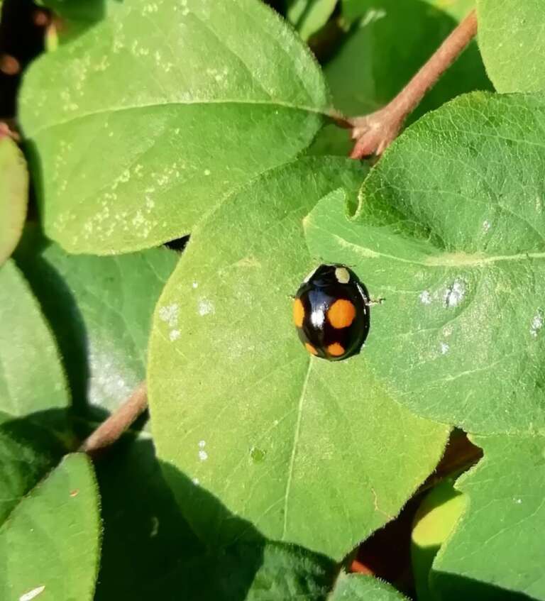 Read more about the article The Harlequin Ladybird
