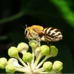 Ivy Bee, Colletes hederae (Dr Phil Smith)