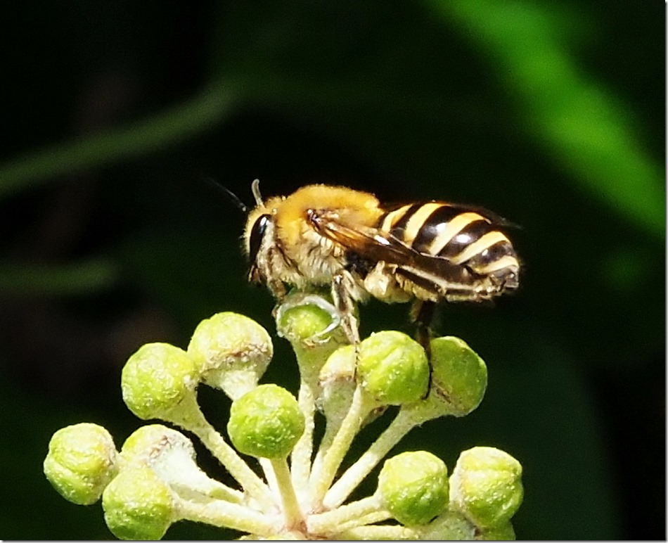 Ivy Bee, Colletes hederae (Dr Phil Smith)