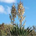 Yucca (Dr Phil Smith)