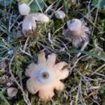 Geastrum schmidelii (Tiny Earthstar)