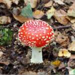 Fly Agaric (Dr Phil Smith)
