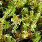 Pseudocalliergon lycopodioides (Dr Phil Smith)