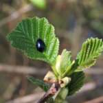 Alder Leaf-beetle (Susan Marley)