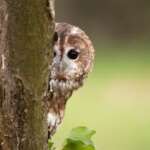 Tawny Owl (Howard Stockdale)