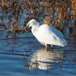 Little Egret (Phil Smith)