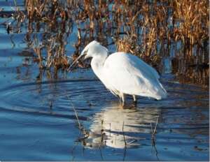 Read more about the article Dr Phil Smith: Wildlife Notes January 2019