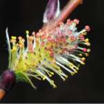 Don's Willow (Dr Phil Smith)
