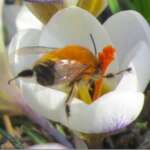 Hairy-footed Flower Bee (Phil Smith)