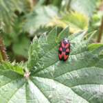 Cercopis vulnerata (Croxteth Park Volunteer Group)