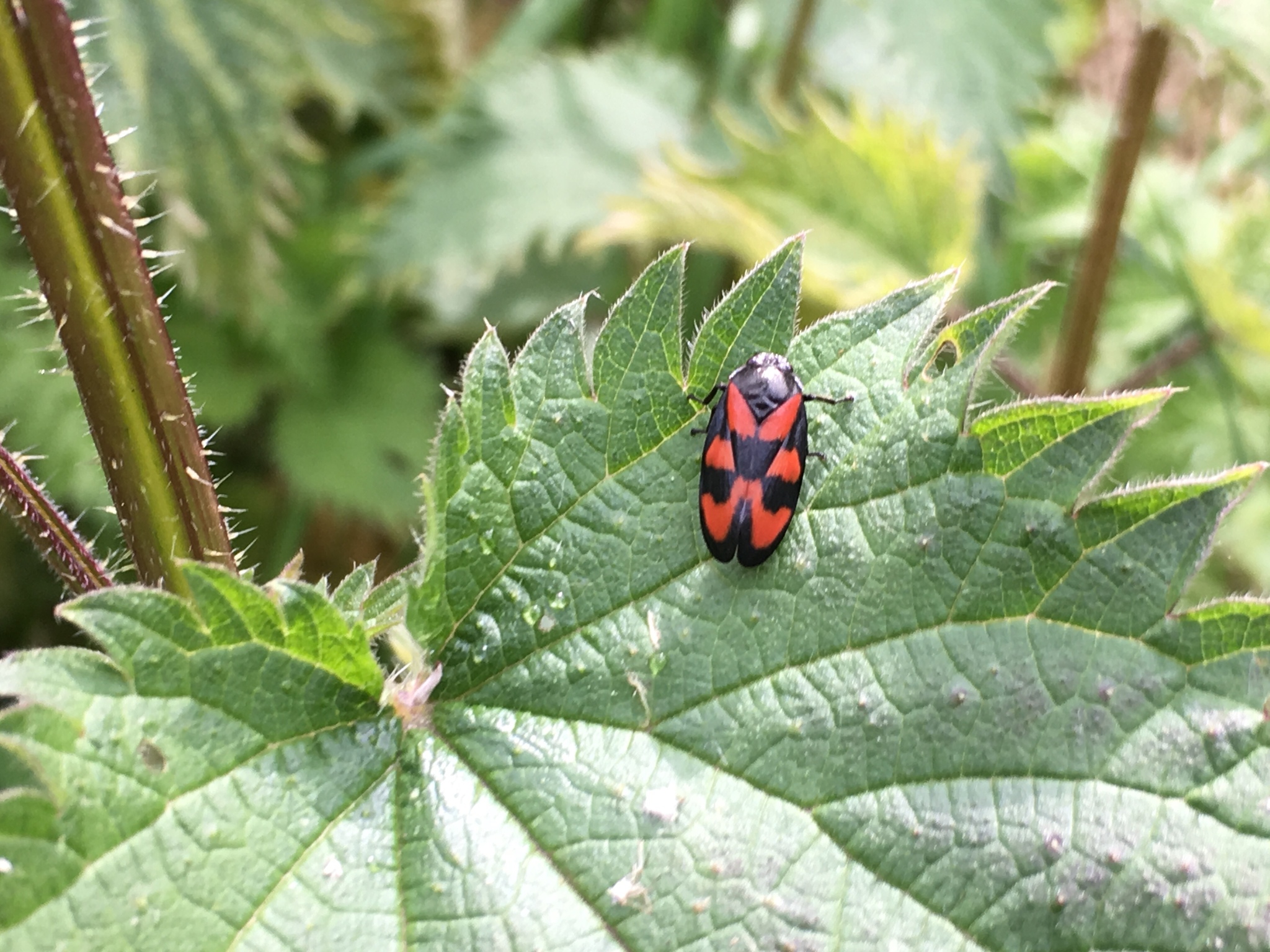 Cercopis vulnerata (Croxteth Park Volunteer Group)