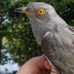 Valentine the Cuckoo, by Lee Barber/BTO