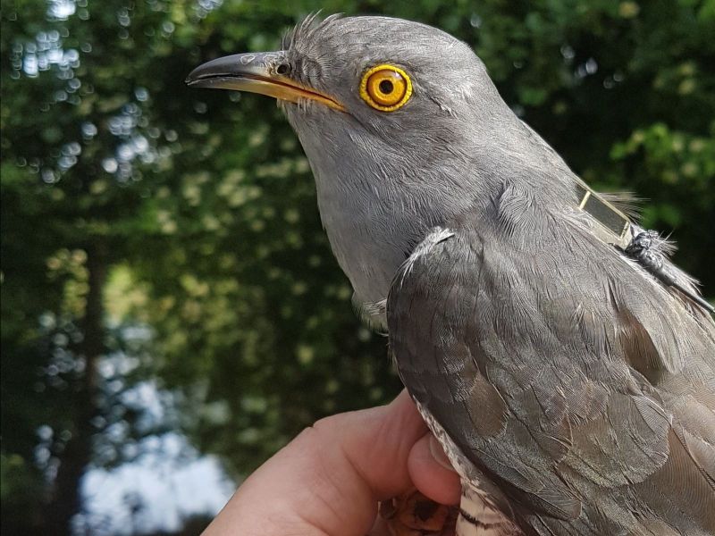 Valentine the Cuckoo, by Lee Barber/BTO
