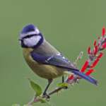 Blue Tit, by Jill Pakenham/BTO