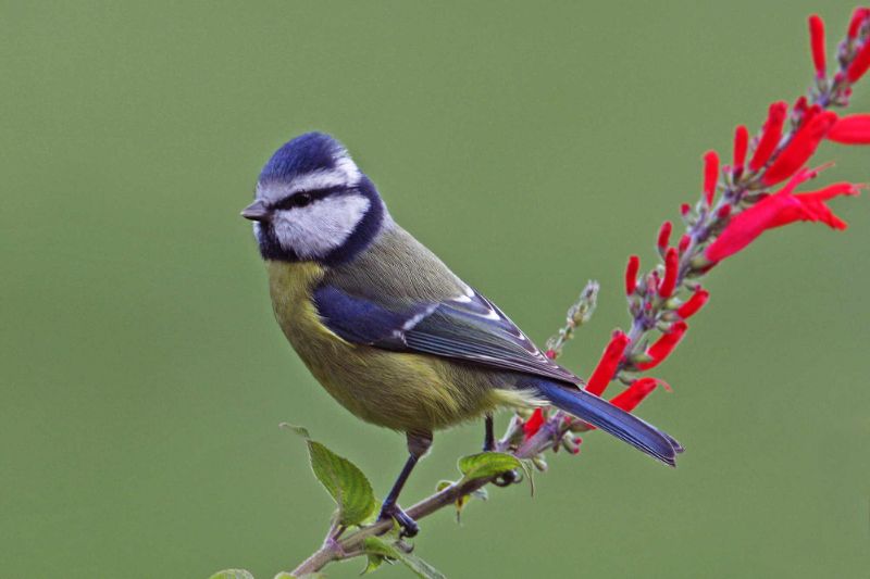 Blue Tit, by Jill Pakenham/BTO