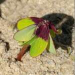 Iron Cross - Oxalis tetraphylla (Dr Phil Smith)