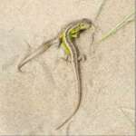 Sand Lizards (Dr Phil Smith)