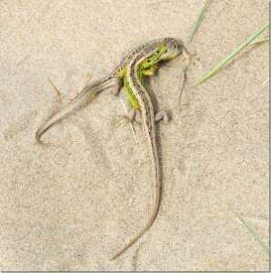 Read more about the article Dr Phil Smith: Wildlife Notes April 2019