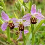 Bee Orchid (Dr Phil Smith)
