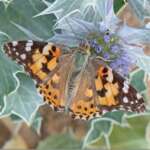 Painted Lady (Dr Phil Smith)